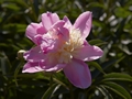 Paeonia lactiflora Wladyslawa Piwonia